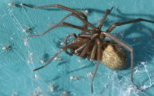 Eratigena sp.